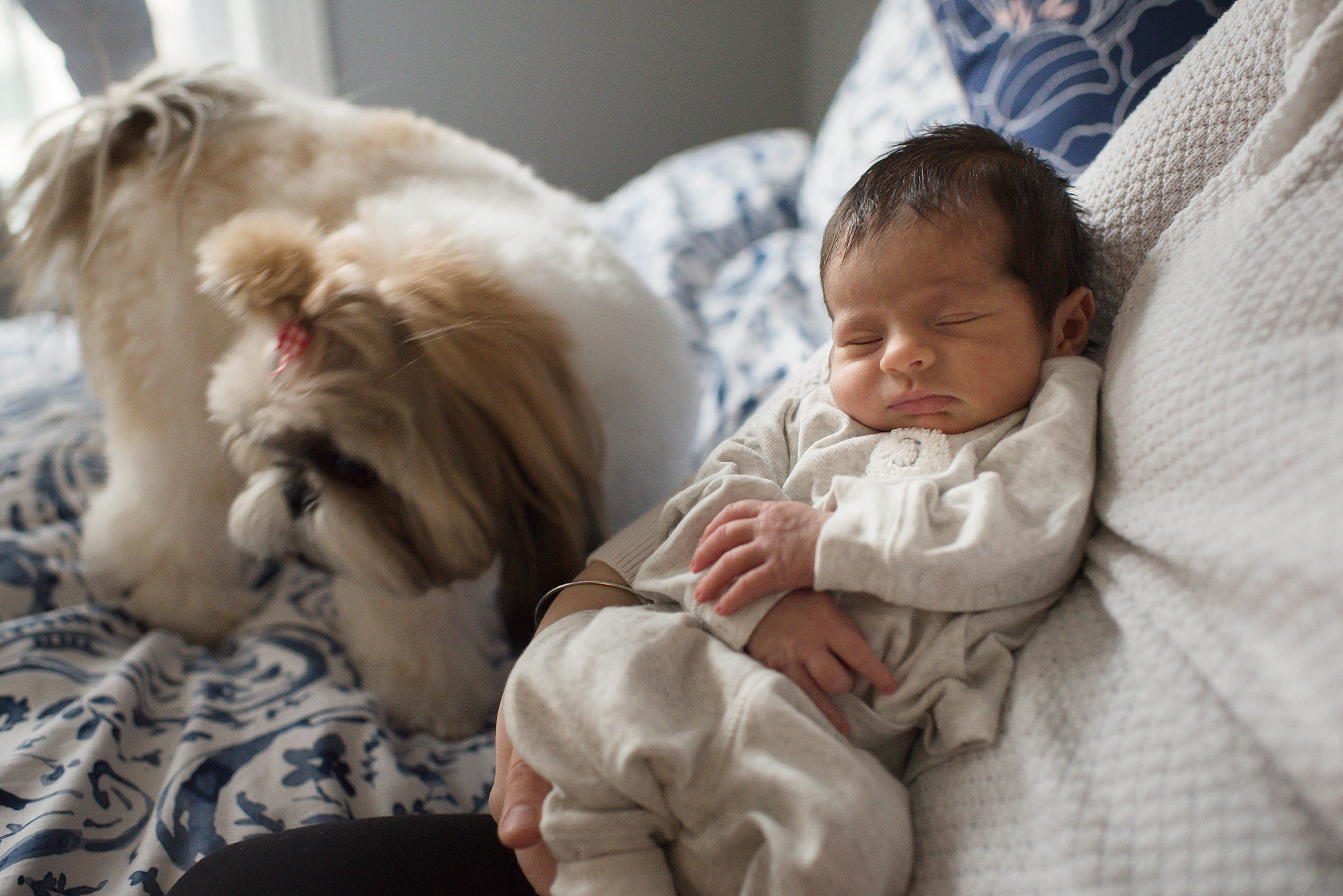 Oak Park Newborn Photographer